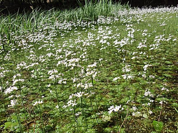 perutník močiarny Hottonia palustris L.