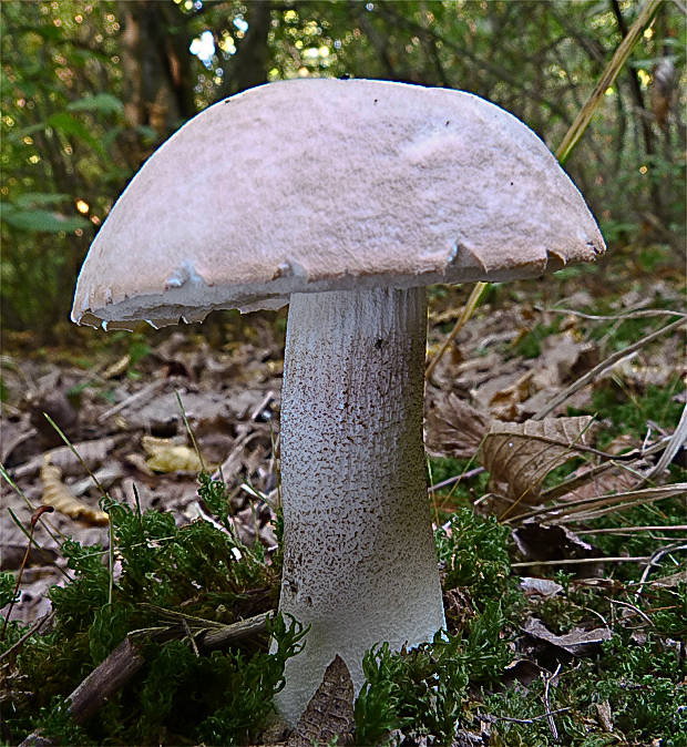 kozák Leccinum sp.