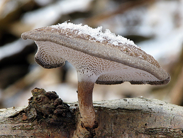 trúdnik zimný Lentinus brumalis (Pers.) Zmitr.