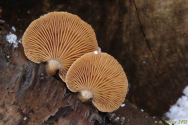 pňovka obyčajná Panellus stipticus (Bull.) P. Karst.