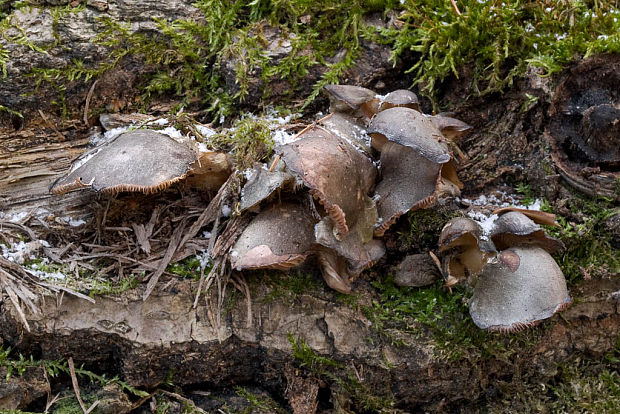 pňovka neskorá Sarcomyxa serotina (Pers.) P. Karst.