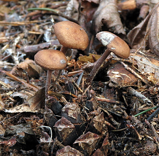 peniazočka Strobilurus sp.