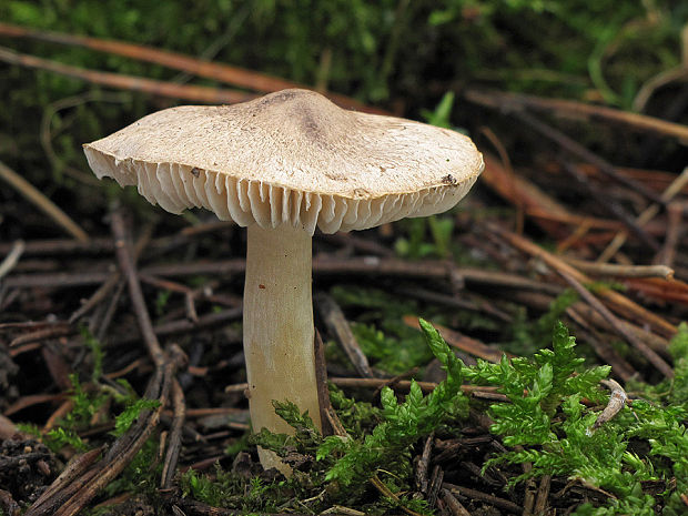 čírovka Tricholoma sp.