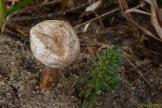 stopkovec vláknitý Tulostoma fimbriatum Fr.