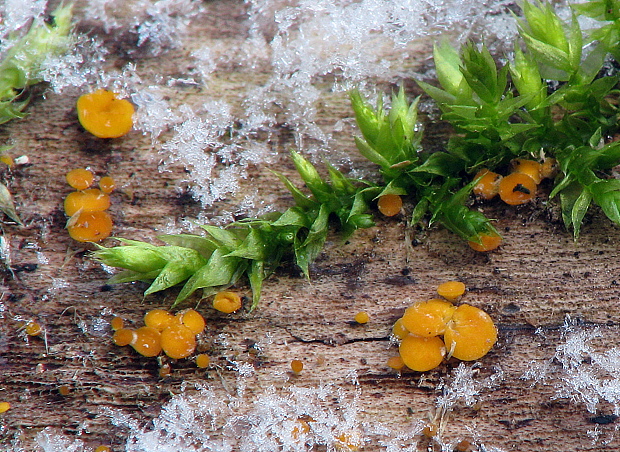 okrasník žltý Calycina citrina (Hedw.) Gray