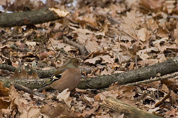 pinka lesná Fringilla coelebs