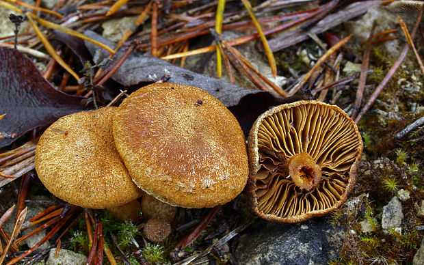 vláknica Inocybe sp.