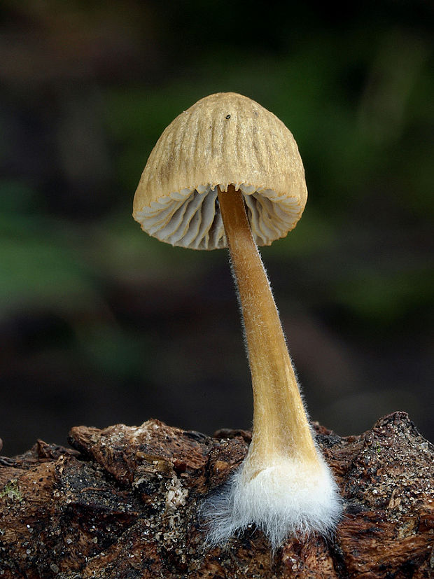 prilbička žltoobrúbená Mycena citrinomarginata Gillet