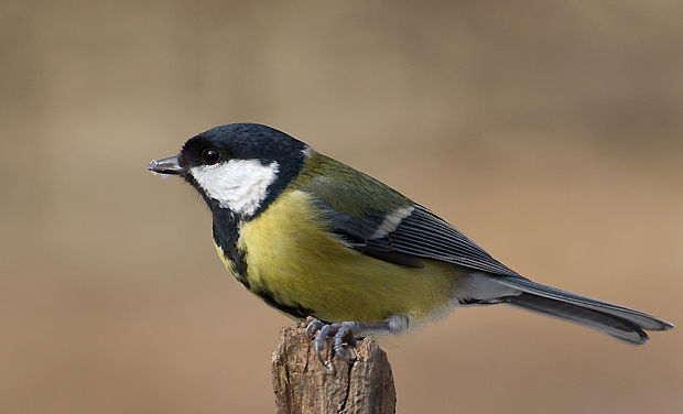 sýkorka bielolíca  Parus major L.