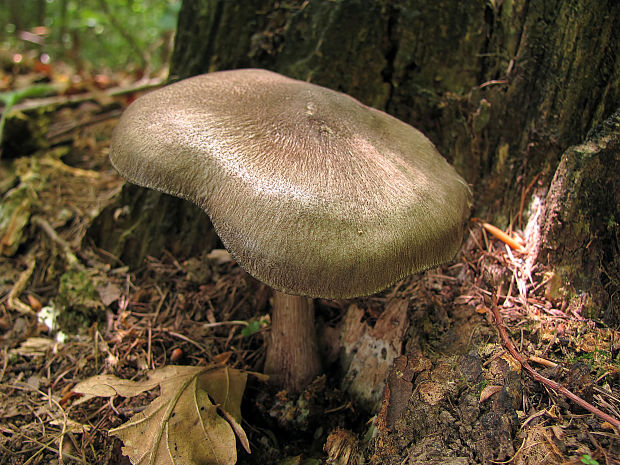 štítovka čiernolupeňová Pluteus atromarginatus (Konrad) Kühner