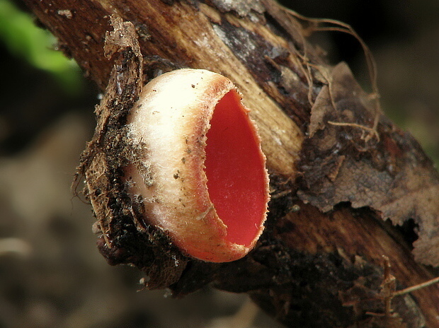 ohnivec Sarcoscypha sp.