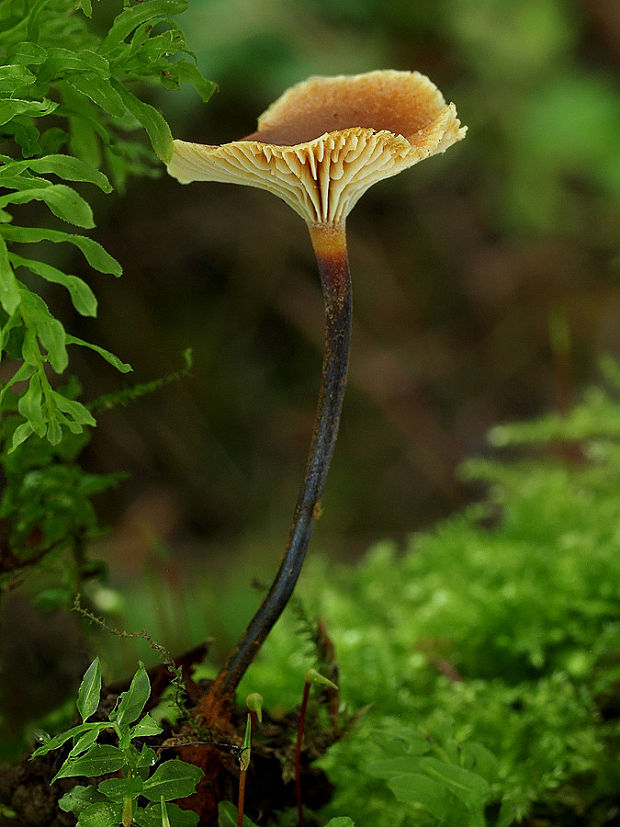 tanečnička štíhla Xeromphalina cauticinalis (With.) Kühner & Maire