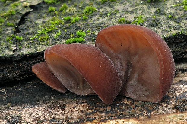 uchovec bazový Auricularia auricula-judae (Bull.) Quél.