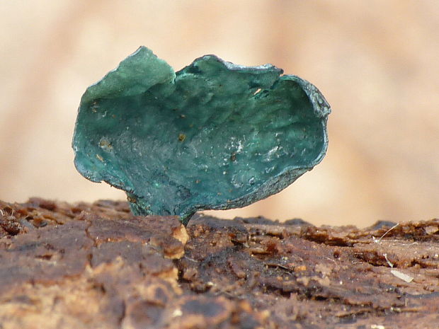 zelenica Chlorociboria sp.