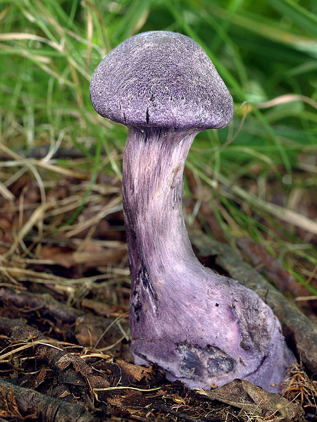 pavučinovec fialový fialový Cortinarius violaceus (L.) Gray