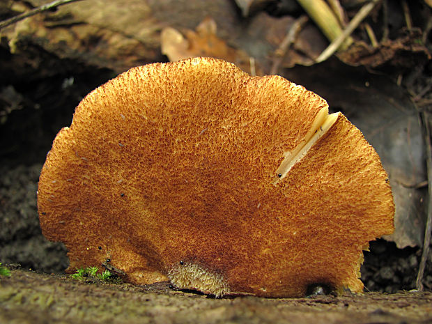 pahliva šafranová Crepidotus crocophyllus (Berk.) Sacc.