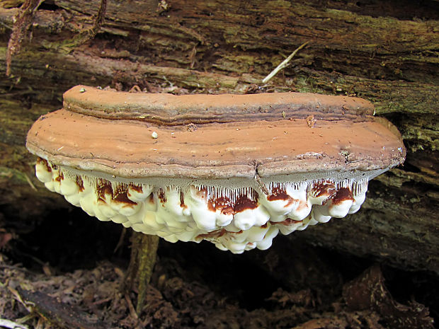 lesklokôrovka plochá Ganoderma applanatum (Pers.) Pat.