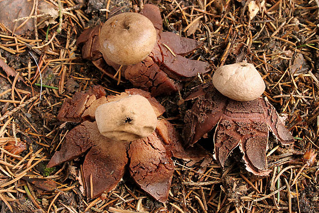 hviezdovka červenkastá Geastrum rufescens Pers.