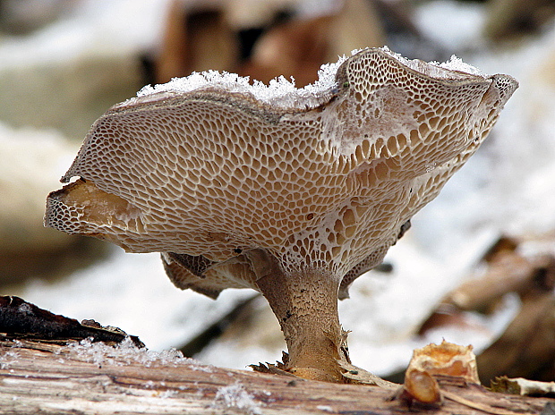 trúdnik zimný Lentinus brumalis (Pers.) Zmitr.