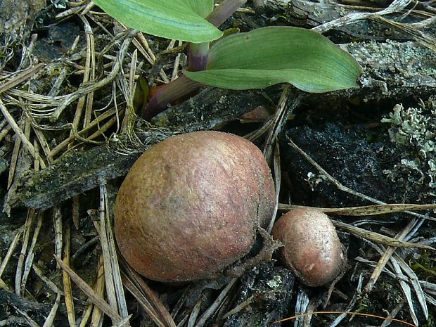 kořenovec načervenalý - Koreňovec červený Rhizopogon roseolus  (Corda) Th. Fr.