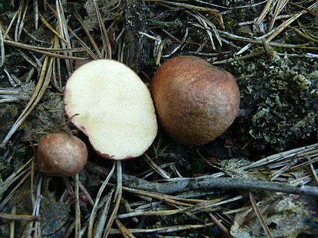 kořenovec načervenalý - Koreňovec červený Rhizopogon roseolus (Corda) Th. Fr.