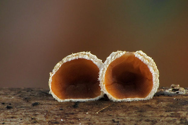 škľabka plstnatá Schizophyllum amplum (Lév.) Nakasone