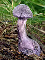 pavučinovec fialový fialový