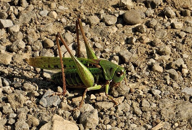 kobylka hryzavá Decticus verrucivorus