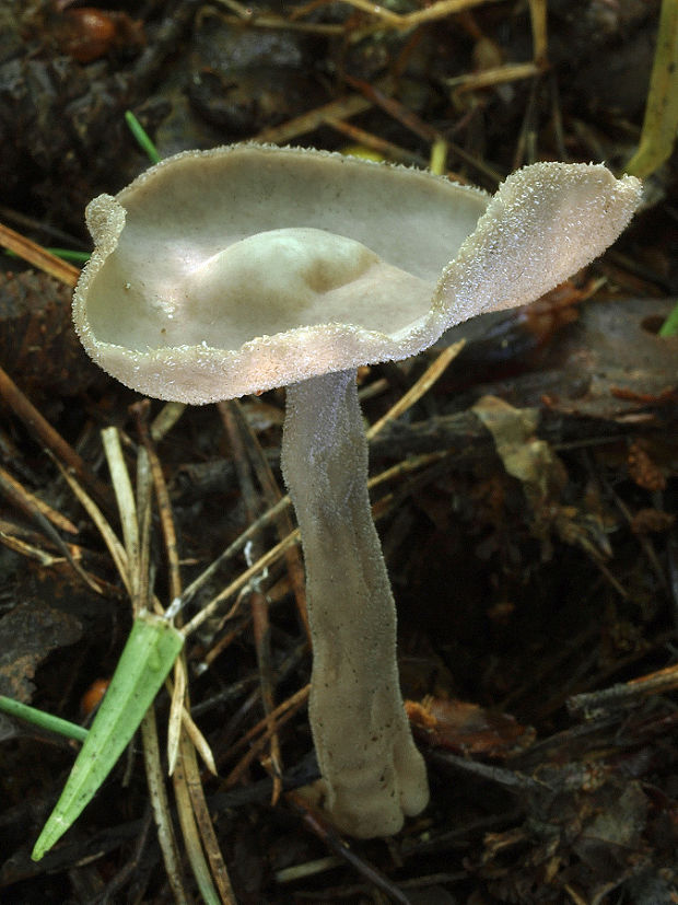 chriapač brvitý Helvella macropus (Pers.) P. Karst.