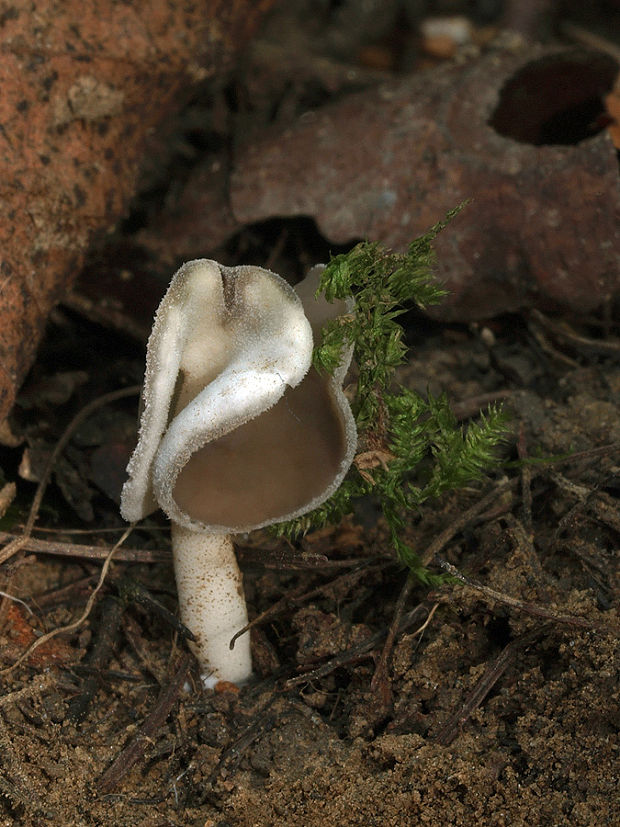 chriapač Helvella sp.