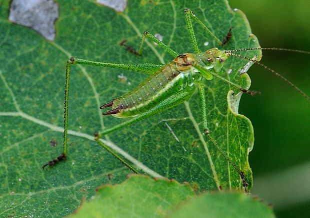 kobylka bielopása Leptophyes albovittata