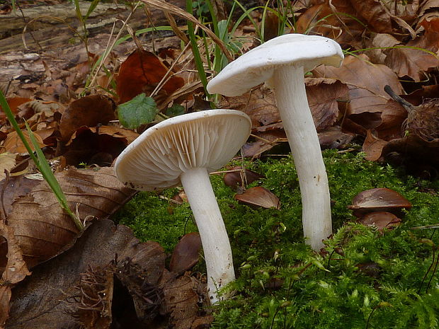 strmulec biely Lyophyllum connatum (Schumach.) Singer