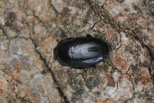 mrcinár Paromalus flavicornis