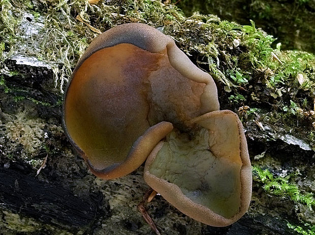 čiaška podvojná Phylloscypha phyllogena (Cooke) Van Vooren