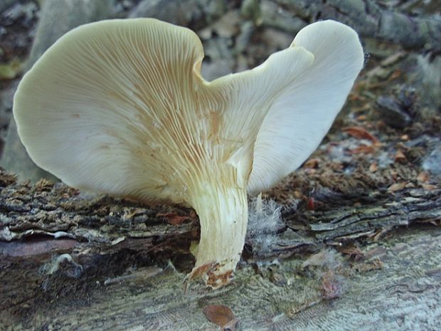 hliva lievikovitá Pleurotus cornucopiae (Paulet) Rolland