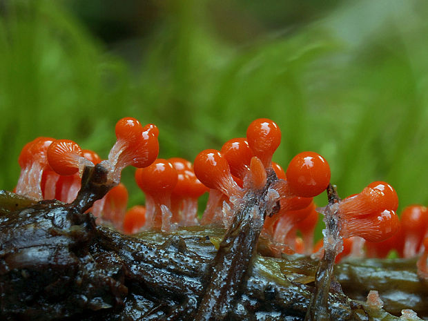 vlasnačka Trichia decipiens var. decipiens (Pers.) T. Macbr.