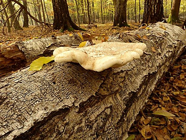 brezovník obyčajný Fomitopsis betulina (Bull.) B.K. Cui, M.L. Han & Y.C. Dai