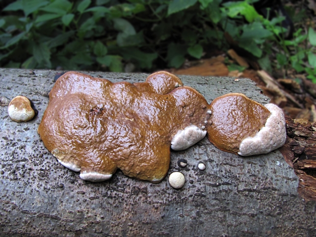 práchnovček pásikavý Fomitopsis pinicola (Sw.) P. Karst.