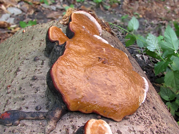 práchnovček pásikavý Fomitopsis pinicola (Sw.) P. Karst.