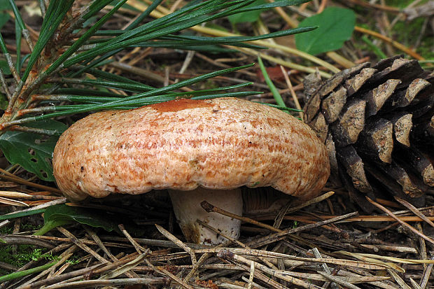 rýdzik Lactarius sp.