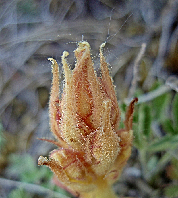 záraza biela Orobanche alba Willd.