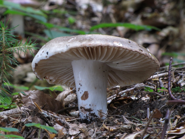 plávka Russula sp.