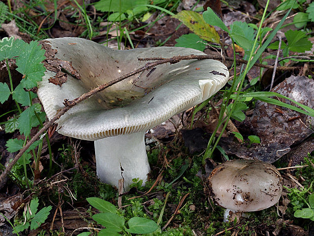 plávka  Russula sp.