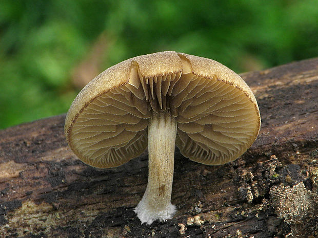 smeťovička hnedoolivová  Simocybe centunculus (Fr.) P. Karst