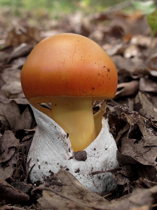 muchotrávka cisárska Amanita caesarea (Scop.) Pers.