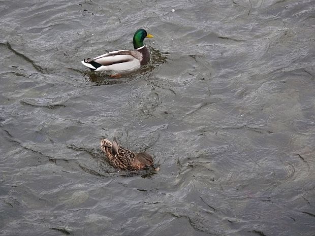 kachna divoká - Kačica divá Anas platyrhynchos