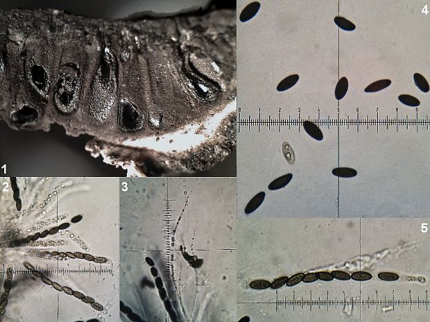 peniazovček Biscogniauxia repanda (Fr.) Kuntze