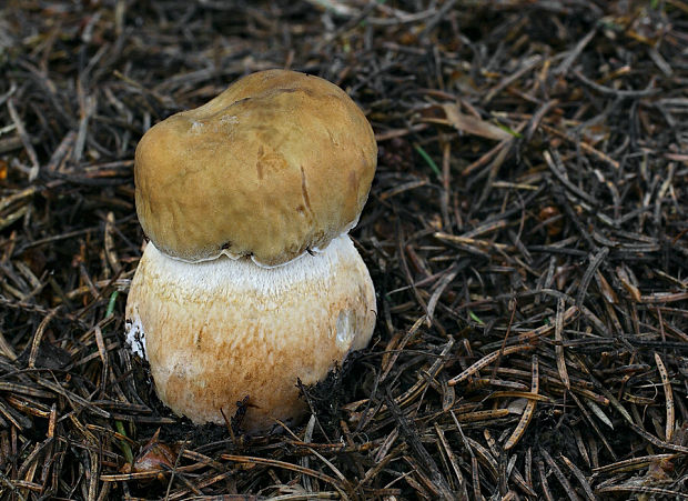 hríb dubový Boletus reticulatus Schaeff.