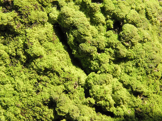 Botryolepraria lesdainii (Hue) Canals, Hern.-Mar., Góme