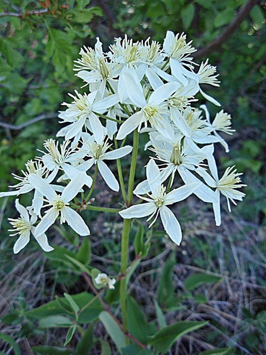 plamienok priamy Clematis recta L.